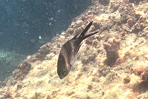 Mediterranean Damselfish