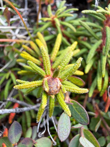 marsh Labrador tea