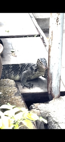 Indomalayan Water Monitor