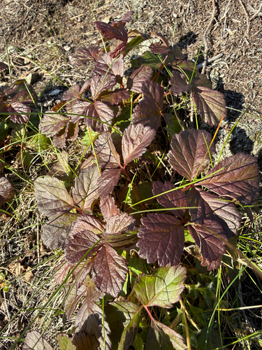 Arctic raspberry