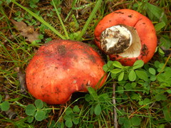 Russula rubroalba