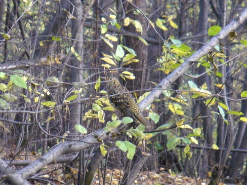 White's Thrush
