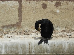 Phalacrocorax carbo