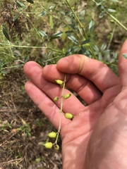 Pediomelum tenuiflorum