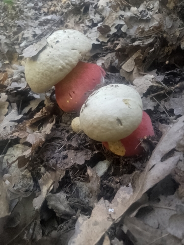 Devil's Bolete