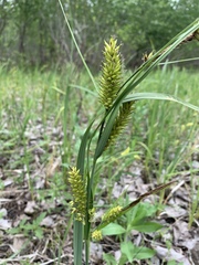 Carex lacustris