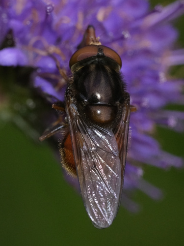 Heineken Fly