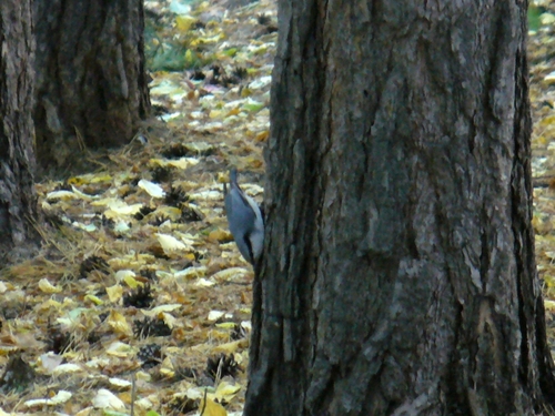 Eurasian Nuthatch