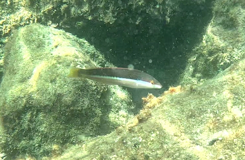 Mediterranean Rainbow Wrasse