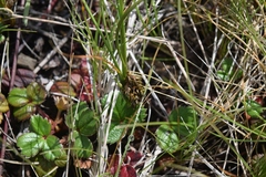Carex subbracteata