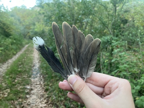 Plume de Tourterelle des bois