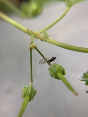 Aphididae