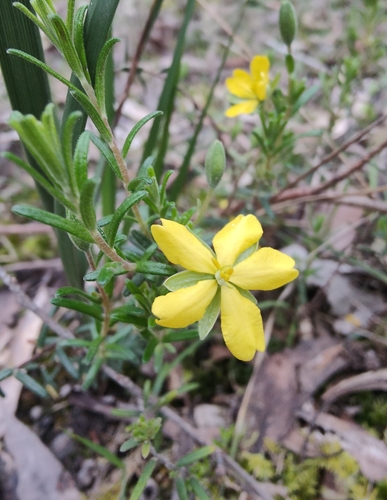 Erect Guinea-flower