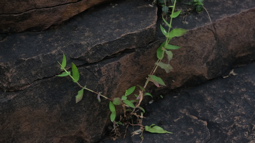 Arthraxon lancifolius observed 2026-09-06
