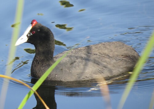 iNaturalist: (c) Gareth Bain, some rights reserved (CC BY-NC), uploaded by Gareth Bain iNaturalist image