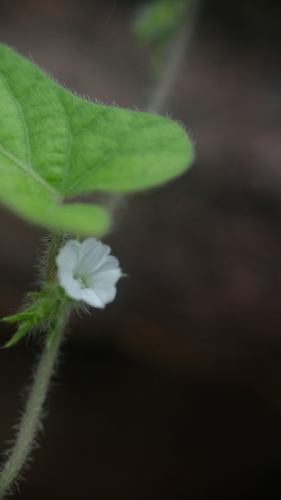 Ipomoea eriocarpa observed 2026-09-06