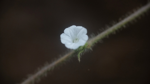 Ipomoea eriocarpa observed 2026-09-06