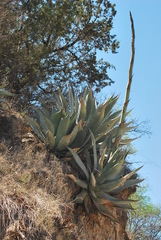 Agave temacapulinensis