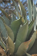 Agave temacapulinensis