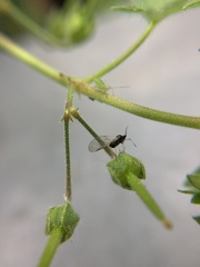 Aphididae