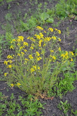 Rorippa amphibia