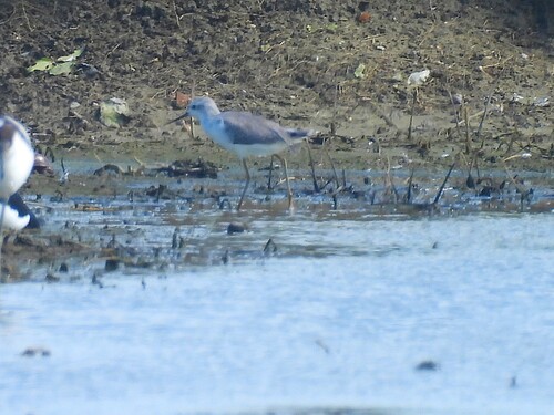 iNaturalist image