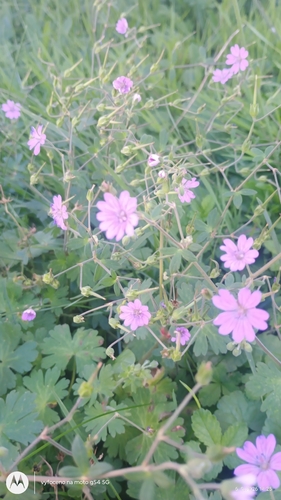 Hedgerow Crane's-bill