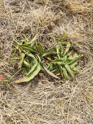 trumpet gentian