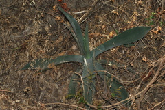 Agave maximiliana