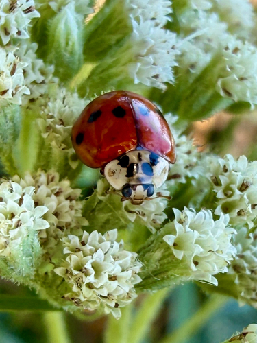 Asian Lady Beetle