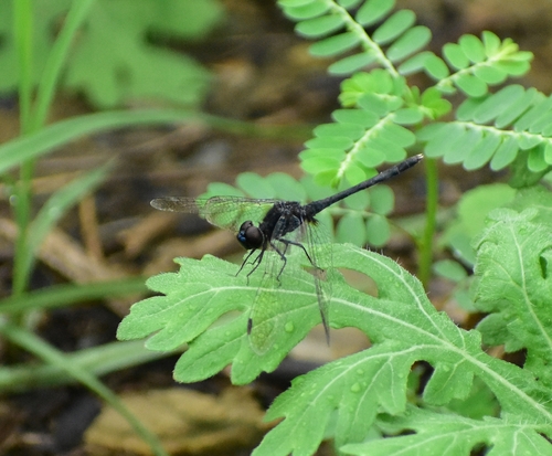 Black Percher
