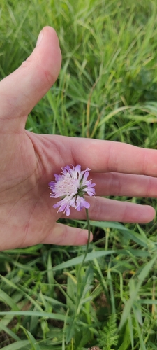 Field Scabious