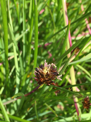 Juncus phaeocephalus