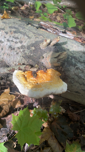 Red-banded Polypore
