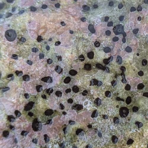 Green Boring Sponge