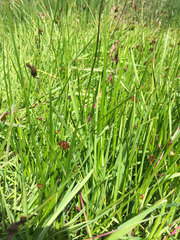 Juncus phaeocephalus