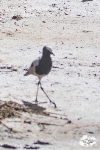 iNaturalist: (c) loustiboom, some rights reserved (CC BY-NC) iNaturalist image