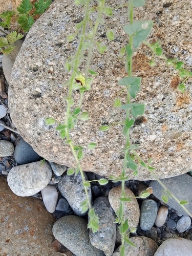 Kickxia caucasica