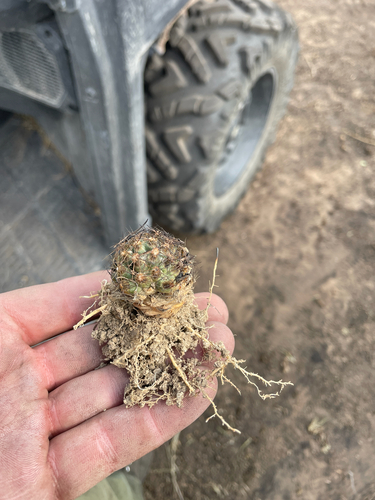 Missouri Foxtail Cactus