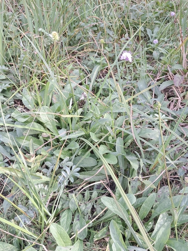 Southern Succisella