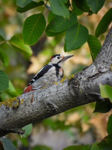 Syrian Woodpecker