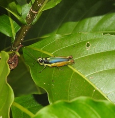 Proctolabinae