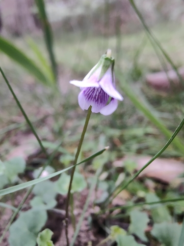 Ivy Leaved Violet