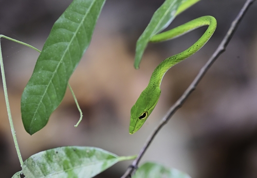 Ahaetulla mycterizans, 2026-09-06