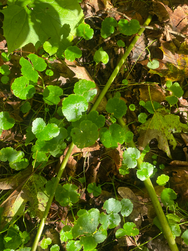 Hydrocotyle americana, photograph 6