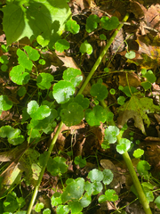 Hydrocotyle americana, photograph author not stated, no rights reserved
