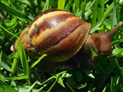 African Giant Snail