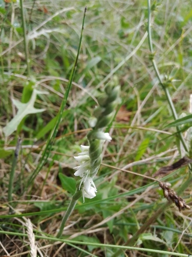 Autumn Ladies' Tresses