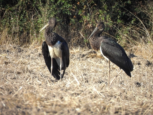 Black Stork