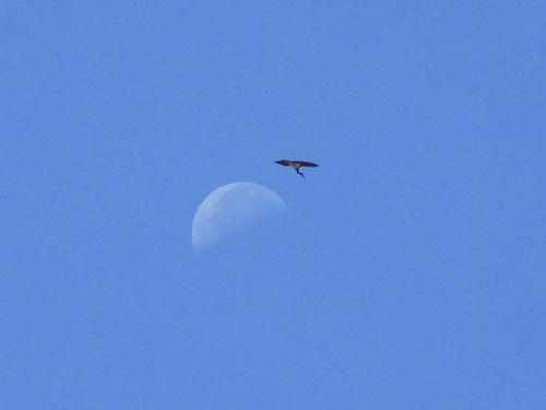 Black Stork